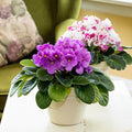 Purple African Violet Plant Live, Purple Violet Flower, 3-5 Inches Tall