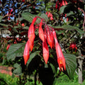 2 Red Fuchsia Plants Live, Hardy Fuchsia Flower for Hanging Baskets and Containers, Plugs 3-5" Tall