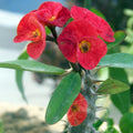 Red Crown of Thorns Plant Live, Euphorbia Plants Live, Euphorbia Milii Plant Live, Cactus Plants Live Houseplants, 4" Pot