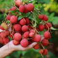 Lychee Tree Live Plant, 5 to 8 Inc Tall, Lychee Fruit Tree for Gardening Outdoor