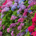Blue Hydrangea Flower Live Plant, Cold Hardy Flowering Shrub, 1-1.5 Ft Tall