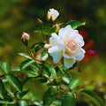 Climbing Roses Live Plant, Climbing Rose Plant Live, 5 to 7'' Tall, Fragrant Flower Bush Plants for Gardening (White)