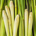 8 Lemongrass Live Plants, Fully Rooted Lemongrass Stalks, Drought-Tolerant, Fragrant Herb for Outdoor Garden