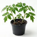 Cherry Tomato Plant, Live Tomato Vegetable Seedling in 4 Inch Pot, 4-6 Inches Tall Vegetable Tomatoes Plants for Outdoor Garden