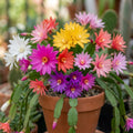 Random Easter Cactus Plant Live, Spring Easter Cactus Plant, 4-6 Inc Tall, Potted in 2 Inc Pot, Vibrant Bloom Houseplant for Hanging Basket, Pot and Shelves