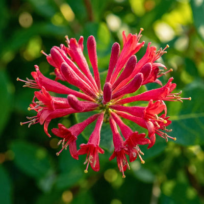 Fragrant Honeysuckle Plants Live Vines, Perennial Lonicera Honeysuckle Plants, 5 to 9 Inches Tall (Major Wheeler)