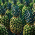 02 Pineapple Plants Live for Outdoor Full Sun Spring Planting, Cold Hardy Fruit Tree Starter from 4-6" in Tall, No Pot (Early Growing Pineapple)