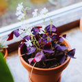 2 Burgundy Oxalis Plant Live, Oxalis Triangularis Shamrock Live Plant, 5 to 7 Inc Long, Hanging Basket Home Garden