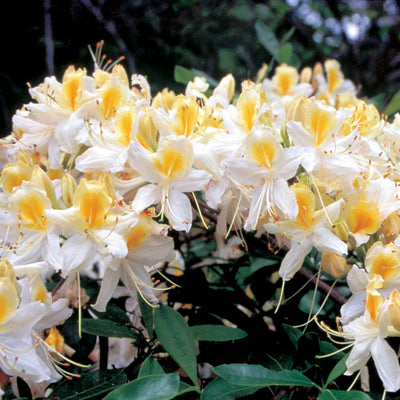 Azalea Rhododendron Plant Live, 7 Months Old, Azalea Rhododendron Tree Flowers Plants Live Bush in Pot (White Yellow)
