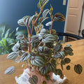 Peperomia Live Plant, Brown Peperomia Plant Live Houseplants, Live Peperomia Plant 4 Inches Potted Indoor Ornamental Plant