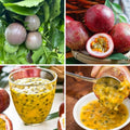 2 High Yield Passion Fruit Plants Live, Purple Climbing Passion Vine Tree Live Plant for Outdoor Growing, 5-9" in Tall, Fast Growing Perennial Sweet and Edible Fruits