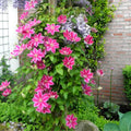 Clematis Vine Plants Live in Pot, 8 Months Old Seedlings Climbing Flowering, Outdoor Trellis Fences, Cold Hardy (Light Pink Clematis)