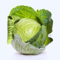 Cabbage Plant Live Pot, Live Cabbage Vegetable Plant Pot 4 Inc
