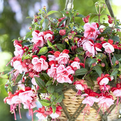 2 Fuchsia Plants Live, Hardy Fuchsia Flower for Hanging Baskets and Containers, Plugs 3-5" Tall