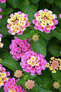 2 Lantana Plants Live, Lantana Live Plants for Planting Outdoors, Perennial Plants, Well Rooted, Pink Lantana