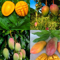 Sweet Mango Tree Live Plant, 7-11 Inch Tall, Mango Plant Live for Outdoor Planting, in Pot, Well-Rooted Tropical Fruit Tree