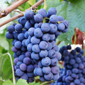 Grape Vine, Grape Plant Live 1-2 Years Old, Sweet Grape Fruit Tree, Very Cold Hardy (Blue Grape)