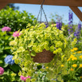 Swedish Ivy Plant Live, Yellow Green Swedish Ivy Plant in 2.5'' Pot, Plectranthus Fragrant Swedish Ivy for Indoor Planting, 2-3 Inc Tall