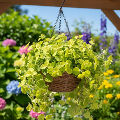 Swedish Ivy Plant Live, Yellow Green Swedish Ivy Plant in 2.5'' Pot, Plectranthus Fragrant Swedish Ivy for Indoor Planting, 2-3 Inc Tall