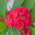 Crown of Thorns Plant, Red Euphorbia Milii Crown of Thorns Plant, Cactus Plant Live in 4 Inches Pot, Live Cactus Plant Indoor
