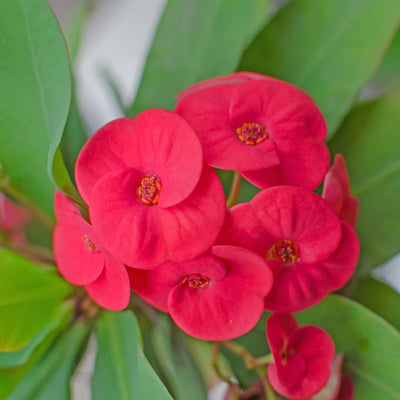 Crown of Thorns Plant, Red Euphorbia Milii Crown of Thorns Plant, Cactus Plant Live in 4 Inches Pot, Live Cactus Plant Indoor