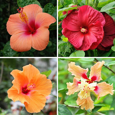 2 Mix Hibiscus Plants, 3-5 Inch Tall Starter Plants - Live Hibiscus Flower Plants for Outdoor Garden, Patio, and Container Growing