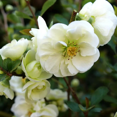 White Quince Flowering Plant, Double Quince Flower Shrub Outdoor Planting, 5 to 7 Inch Tall