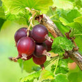 Jeanne Gooseberry Plant Live to Grow, Gooseberry Bushes Live Plant 5 to 9 Inch Height, Gooseberries Fruit Well Rooted