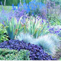 3 Pots 6 Plants Blue Fescue Grass Plants Live, Cold Hardy Ornamental Grass for Outdoor Home Décor