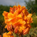 Big 1 Gallon Brilliant Orange-Yellow Rhododendron Plants Live, 1-3 Years Old Azalea Plants Live Shrubs Bushes for Planting, Very Well Rooted