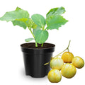 2 Lemon Cucumber Plants Live, 4 Inches Pot, 3 Inc to 5 Inches in Height, Cucumber Starter Plants, Cucumber Live Plants