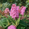 Pink Butterfly Bush Live Shrub Plant Shrub, Buddleia Bush Well Rooted, 5 to 10 Inc Tall