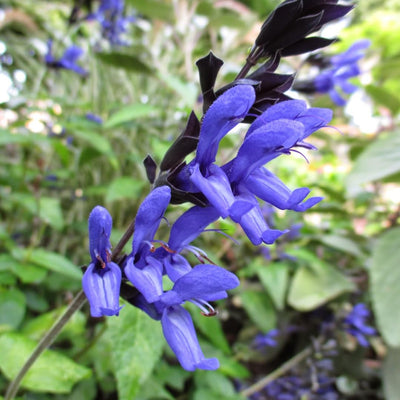 Blue Sage Live Plant, Violet Blue Color Salvia Sage Herb for Grow Indoors Outdoor in 3 Inch Pot