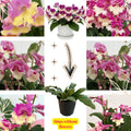 Bicolor Streptocarpus Plant Live, Ladyslipper Primrose Flowering Houseplant in 3.25 Inch Pot, Indoor Blooming Plants for Planting, 4-8 Inches