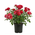 Red White Rose Plant Live, Rose Bush Shrub Plant, Climbing Rose Flower Plant, 2.5 Inc Potted