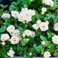 White Mini Rose Plant Live, Miniature Rose Bush in 3.5" Pot, Spring Blooming Mini Rose, 4–5" Tall, Indoor Outdoor Flowering Plant for Home Garden