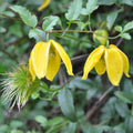 20 Yellow Clematis Seeds for Planting, Love Clematis Vine Seeds Clematis Flowers, Clematis Seeds Perennial