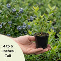 Blueberry Plants Live for Planting, Northern Blueberries Bush in 4 Inches Pot, Starter Plant from 4 to 7 Inches Height for Edible Garden