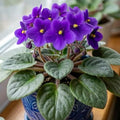 Purple African Violet Plant Live, 4 Inch Pot, Indoor Flowering Plant