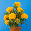 2 Yellow Marigold Live Plants 3-6 Inches, Perennial Marigold Flowers Plants for Outdoor Growing