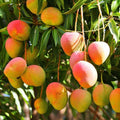Sweet Mango Tree Live Plant, 10-14" in Tall, Mango Plant Live for Planting Home Garden, in Pot, Well-Rooted Tropical Fruit Tree