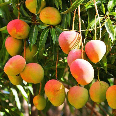 Sweet Mango Tree Live Plant, 10-14" in Tall, Mango Plant Live for Planting Home Garden, in Pot, Well-Rooted Tropical Fruit Tree