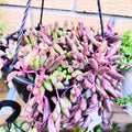 Ruby Necklace Succulent Live Plant, Othonna Capensis Plant, String of Rubies Plant 4 Inch Pot