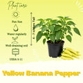 Yellow Banana Pepper Live Plants, Yellow Fruit, 4-7 Inch Tall in 4 Inch Pot