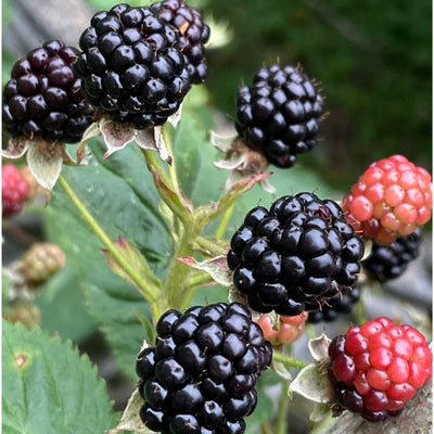 Sweet Thornless BlackBerry Live Plant, 5-8" Tall, Hardy BlackBerry Bush, Sweet BlackBerry Fruit Plants Live for Planting in Garden, No Pot