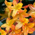 1-2 Ft Orange Rhododendron Plants Live, Azalea Rhododendron Bush Shrubs in 1 Gallon Pot for Planting, Azalea Bush Ready Plant, Live Rhododendron Plant Azalea