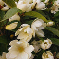 Sweetbay Magnolia Plant Live, Magnolia Tree Live Plant, Shrub Plant Live, 6 to 12 Inches Tall, Magnolia Flower