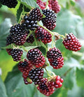 Thornless Boysenberry Plant Live for Planting, 5-9 Inch Tall, Boysenberry Bush Live Plant Rooted Starter Plant