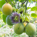 Passion Fruit Plant Live 4-7 Inch, Passionfruit Vine for Outdoor Garden, Tropical Climbing Vine for Trellis, Fence or Backyard Growing (Yellow Passionfruit)