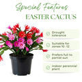 Spring Easter Cactus Plants Live, Holiday Easter Cactus Plant, 2 Inches Pot, 4-6 Inc Tall, Vibrant Flowers, Easy Care Succulent for Indoor Outdoor Growing